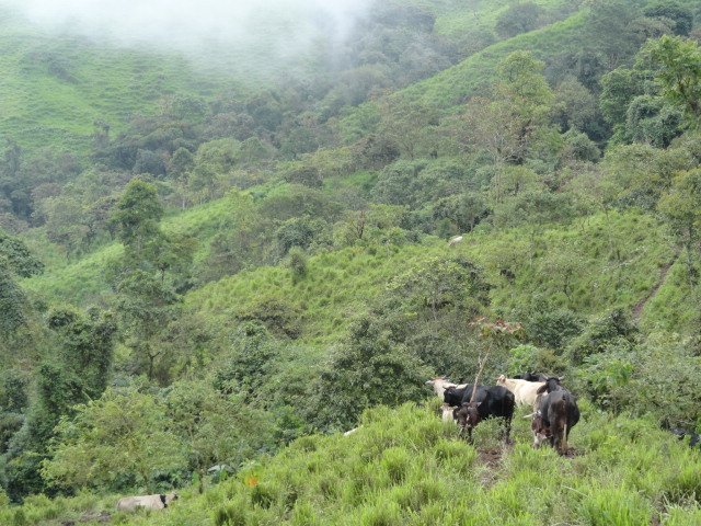 Producción